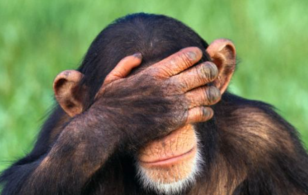 monkey-hide